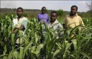 Rice farmers in Malawi